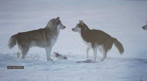 VPL-HW65ES_hdtv_wolves