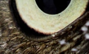 LS10000_4K_owl-eye-close