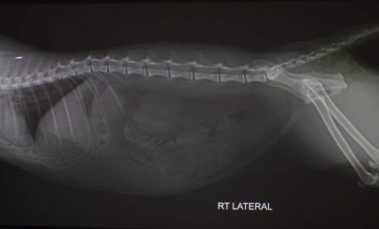 NEC NP-PA653UL DICOM SIM. Mode X-Ray Lateral