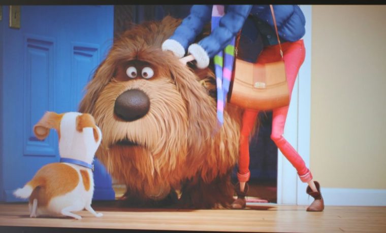 Elite Screens CineGrey 3D Screen 4K Secret Life of Pets Door