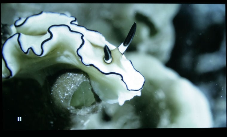 An image of a black and white sea slug illustrating the contrast of the BenQ MW535A