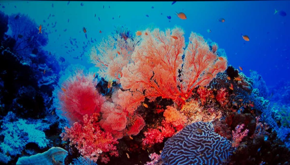 underwater image