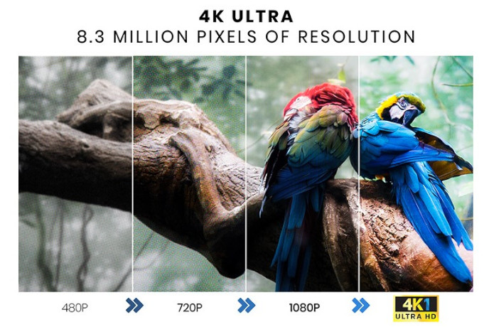 Picture of parrot gradient that changes to 4k res.