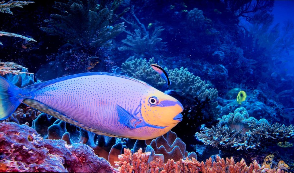 IMAX fish photo