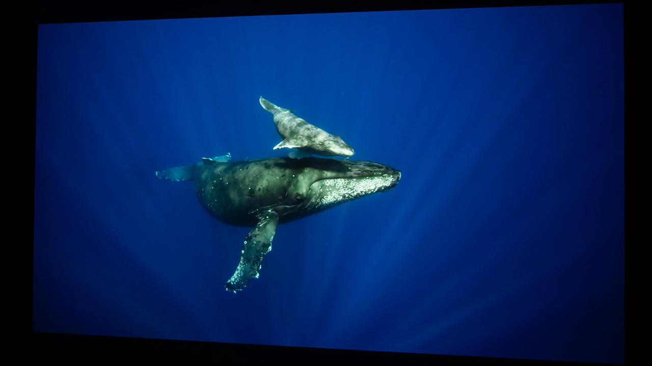 BenQ AH700ST "Ace" Color - Projector Reviews Images