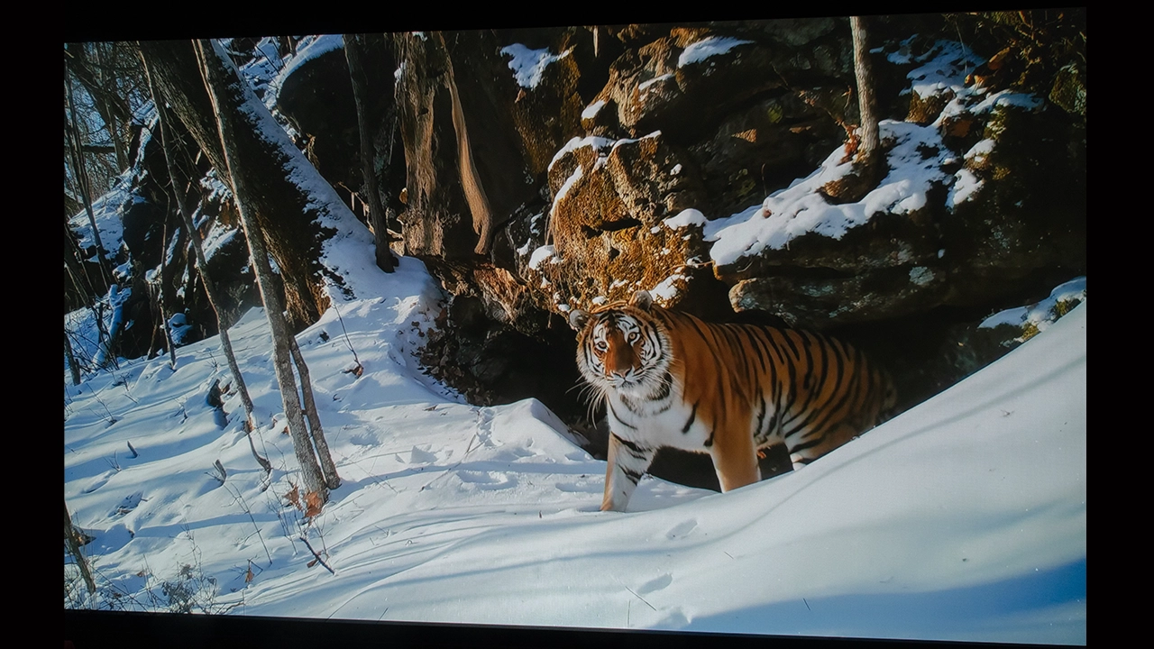 NexiGo Aurora Pro MKII Brights - Projector Reviews - Images