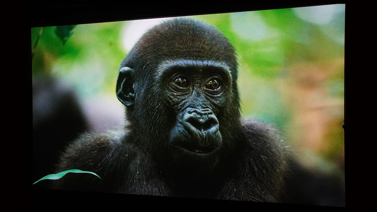 NexiGo Aurora Pro MKII SDR - Projector Reviews - Images